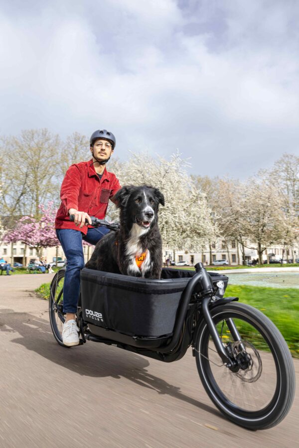 Chien V2 600